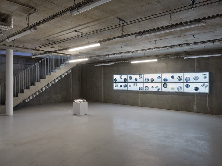 Anna Jermolaewa, You Can Count on Me, Ribs, Molitor Gallery