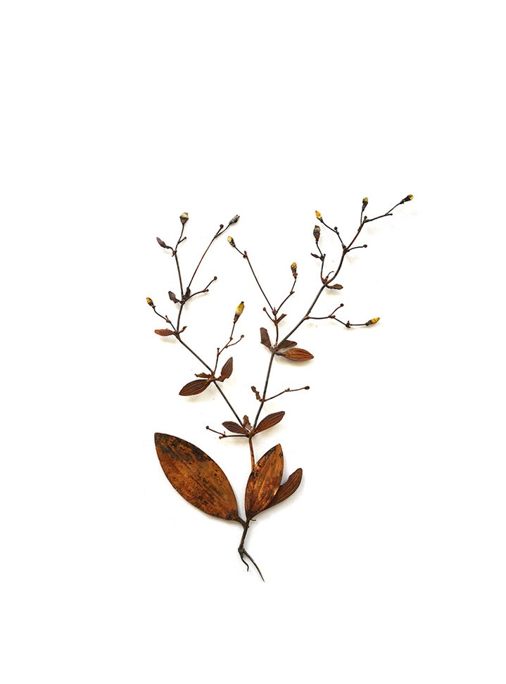 Dmitry Bulnygin, Winter Herbarium, Between the pages, Weeds