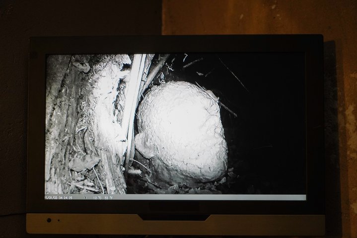 Andrey Kuzkin, The Man Who Lost His Head and Other Forest, Fabrika Centre for Creative Industries, Archive