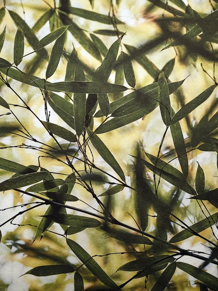 Ivan Boiko, Japanese Paper, Photograpy, Photographer