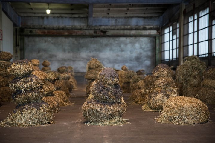 Augustas Serapinas, Potatoes and Chamomile, Emalin, Installation