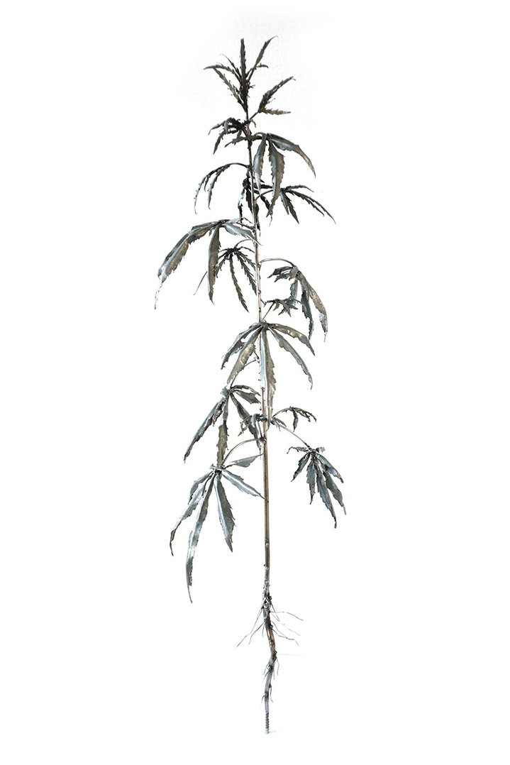 Dmitry Bulnygin, Winter Herbarium, Between the pages, Weeds